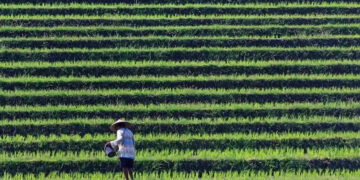 World rice supply threatened by Iran war, El Nino