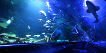 Aquawalk Group posts RM25.3m Q1 revenue on steady aquarium traffic