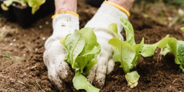 The nation&rsquo;s food security has a succession blind spot