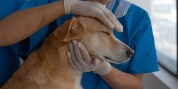 Veterinary sector emerges as a new healthcare opportunity; AI, smart technology will play a major role
