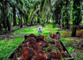 Plantation set to improve on higher output, CPO prices; higher fertiliser costs may temper earnings growth
