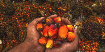 Plantation stocks face near-term pressure as palm oil stockpiles hit record high