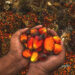 Plantation stocks face near-term pressure as palm oil stockpiles hit record high