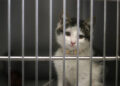 Syndicate stealing pet cat for meat foiled by authorities