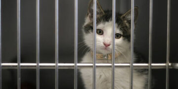 Syndicate stealing pet cat for meat foiled by authorities