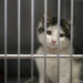 Syndicate stealing pet cat for meat foiled by authorities