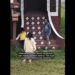 Ghostly silhouette in Kampung Lambor Kanan family photo leaves netizens spooked