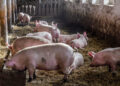 PN man calls for nationwide closure of pig farms; emulate Singapore’s pork import methods
