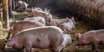 PN man calls for nationwide closure of pig farms; emulate Singapore&rsquo;s pork import methods