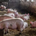 PN man calls for nationwide closure of pig farms; emulate Singapore’s pork import methods